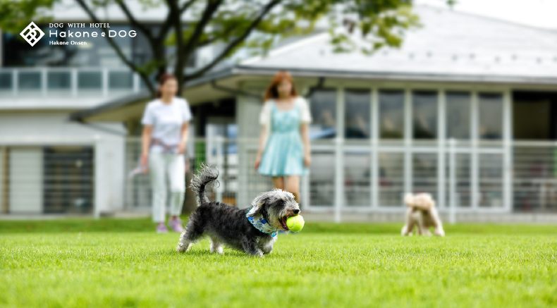 Hakone DOG